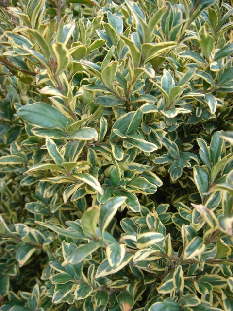 Buxus sempervirens 'Elegantissima' P21
